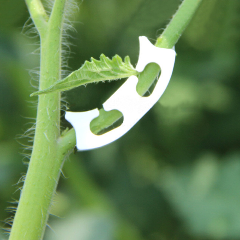 50/100Pcs Plantkunde-Stem Wijn - Gardening Tools Bundle recensie en prijs