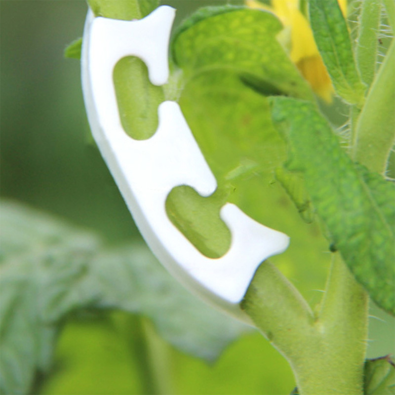 50/100Pcs Plantkunde-Stem Wijn - Gardening Tools Bundle recensie en prijs