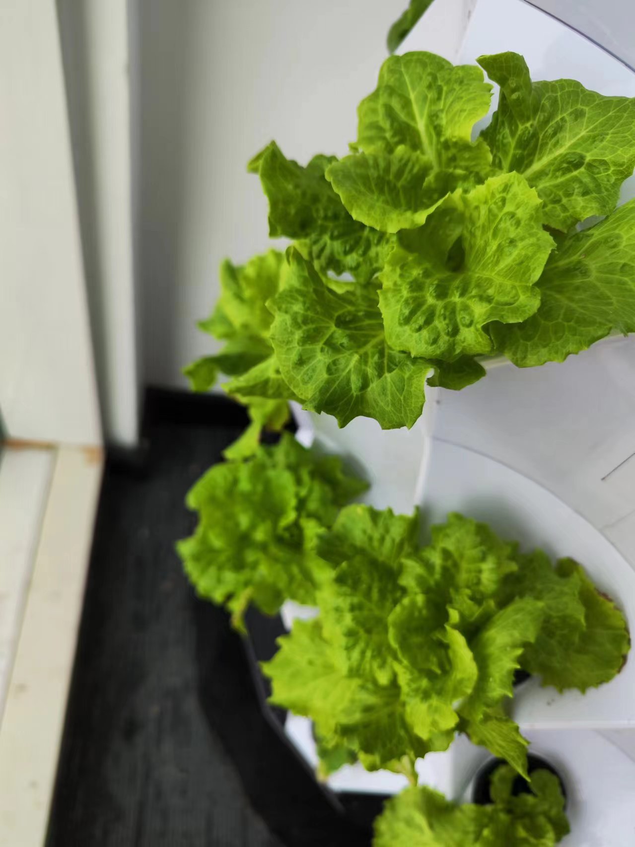 Automatische druppelirrigaties - Drip Irrigation Kit recensie en prijs